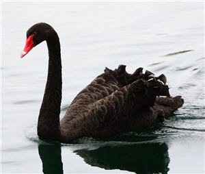 black-swan-protection-hard-assets-alliance